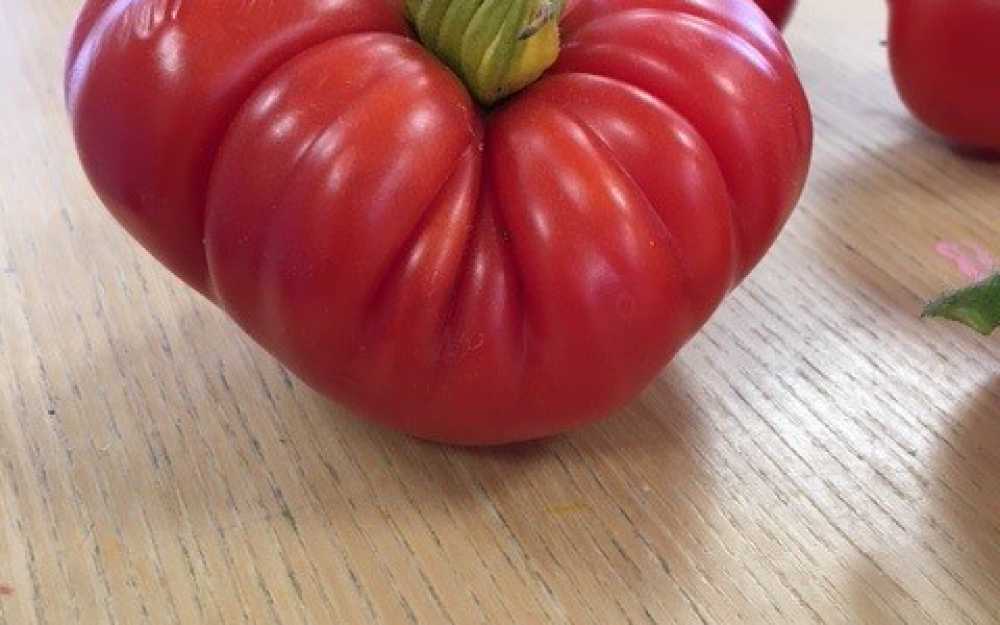 Tomato Picking 2